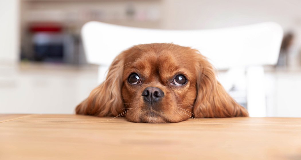 Curabitur ullamcorper ultricies nisi